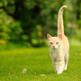 Graceful Cat Walking on Green Grass (16:9 Aspect Ratio)