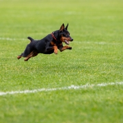 artificial grass for dogs in arizona