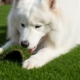 Pet Waste on Artificial Turf