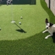 pet-turf-installation-phoenix
