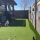 Artificial grass putting green with dog