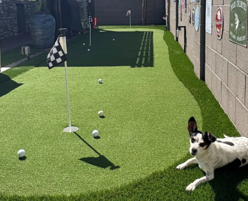 Dog on backyard putting green