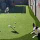 Dog on backyard putting green