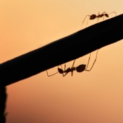 pest prevention artificial grass blog img (Large)