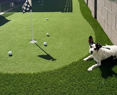 Dog lounging by backyard putting green with golf balls.