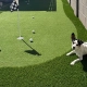 Dog lounging by backyard putting green with golf balls.