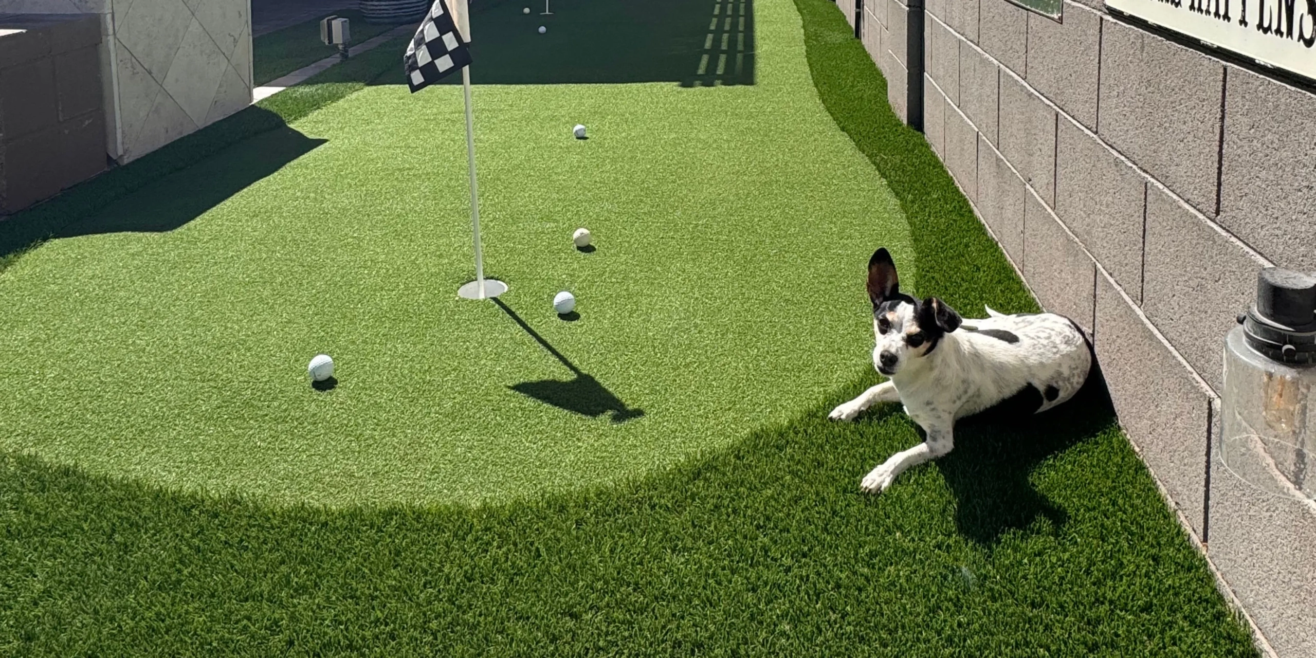 Small backyard with a dog lying near the edge by a wall.
