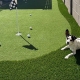 Dog resting beside a putting green