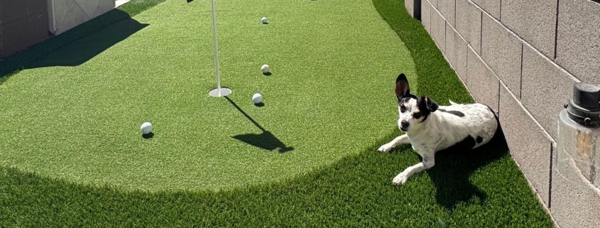 Dog resting beside a putting green