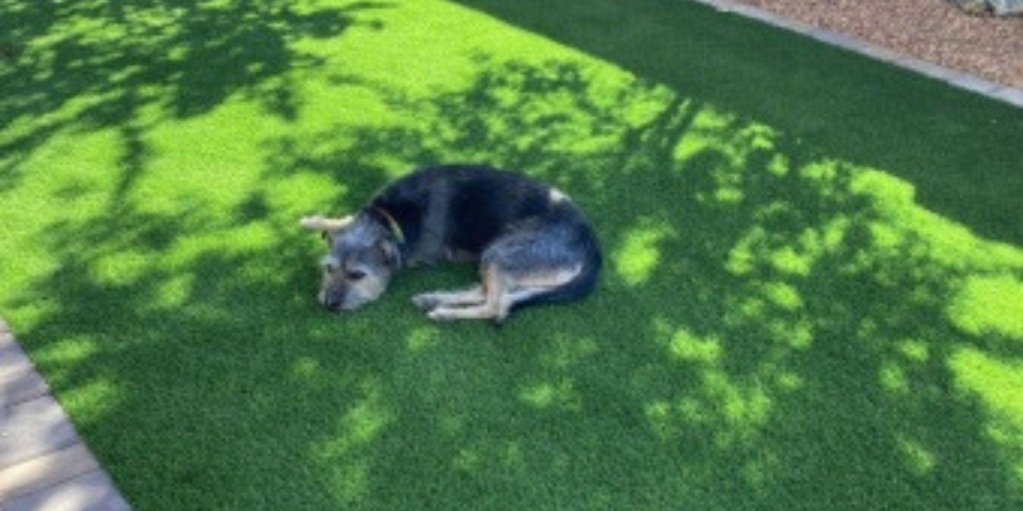 A dog lying on a sunny grassy lawn.