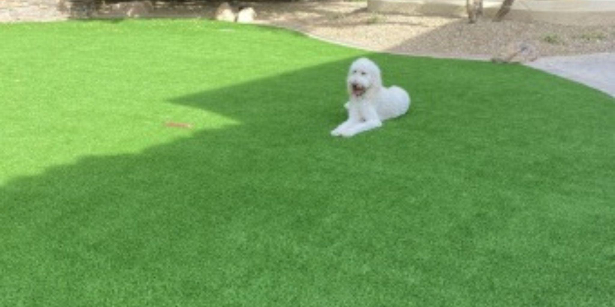 A small white dog lying on green grass.