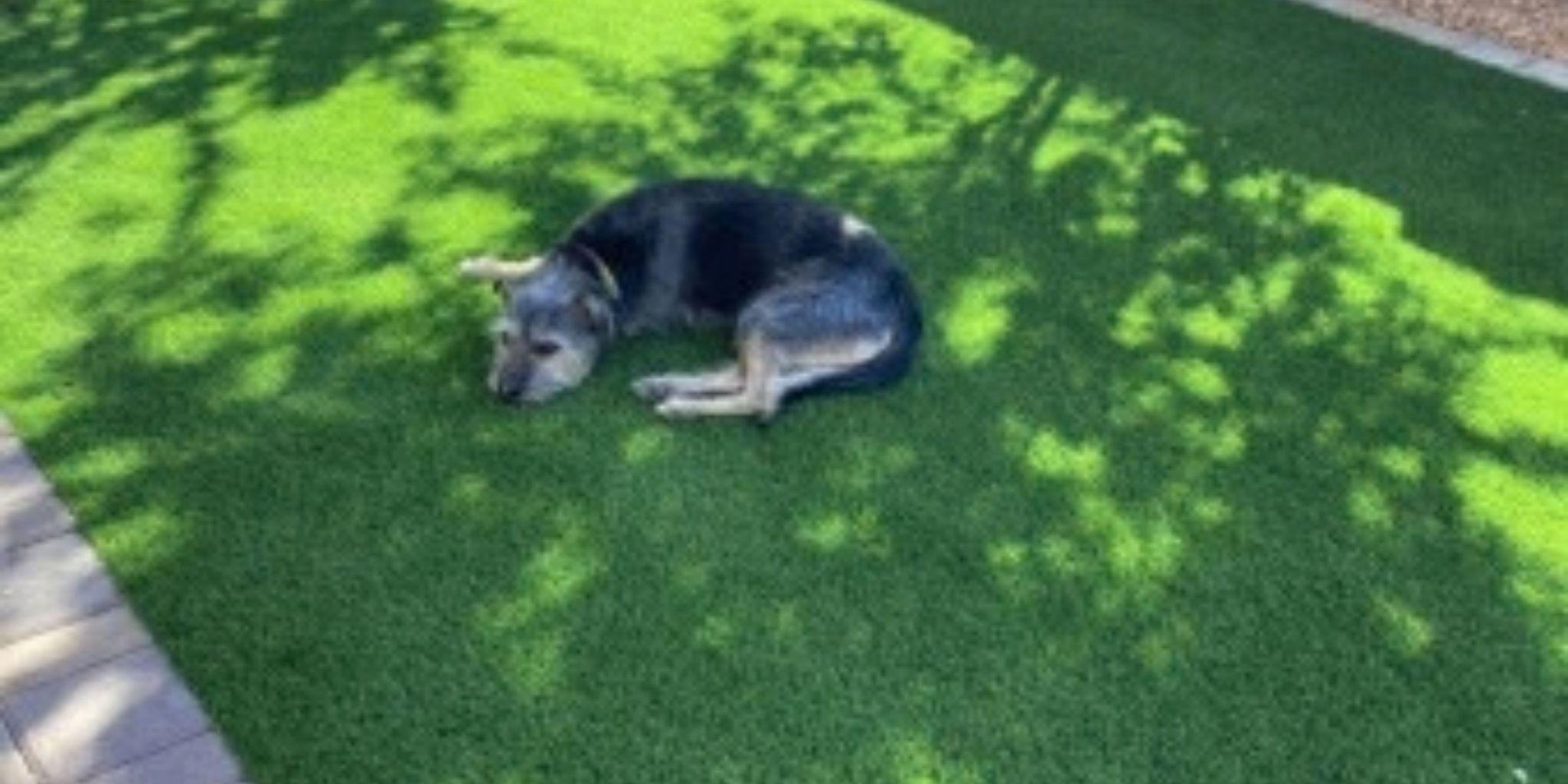 Black-and-white dog relaxing on artificial turf