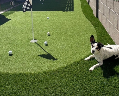 Dog resting beside a backyard putting green