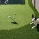 Dog resting beside a backyard putting green