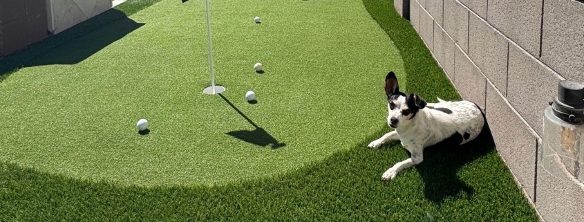 Dog resting beside a backyard putting green